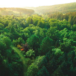 Grüner Wald.jpg